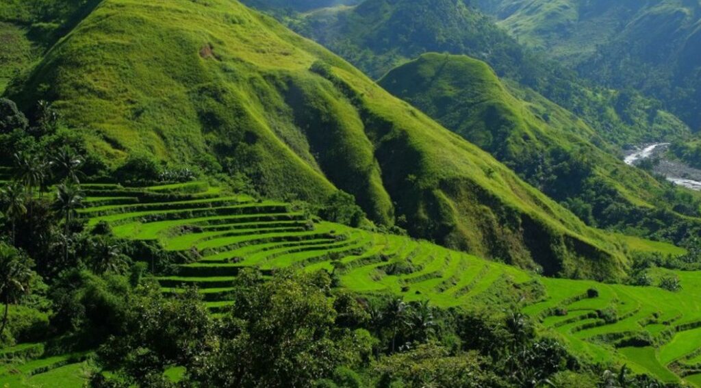 Antique Rice Terraces