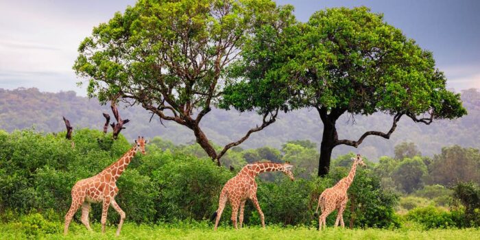 Calauit Safari Park- Palawan