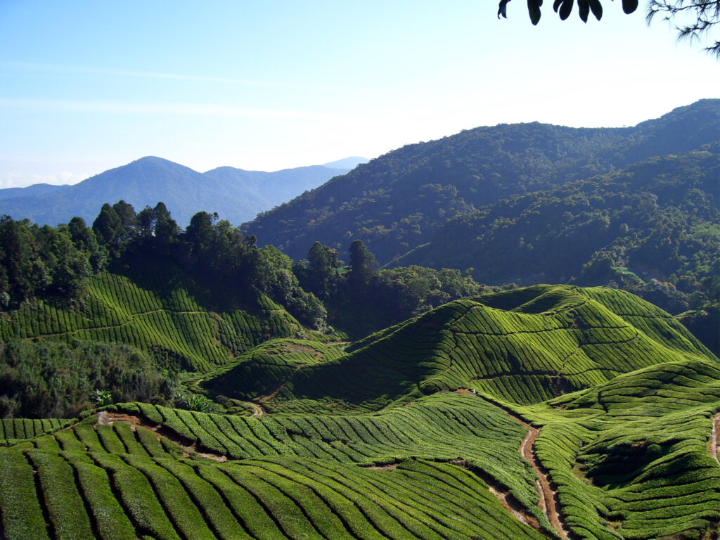 Cameron Highlands- Pahang