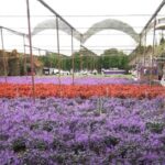 Cameron Lavender Garden- Pahang