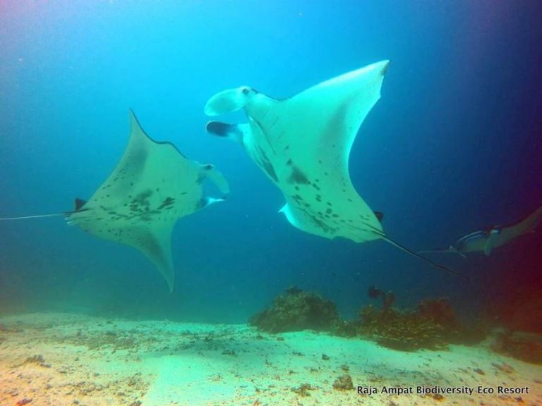 Découvrir Raja Ampat : Un Paradis Naturel à Explorer