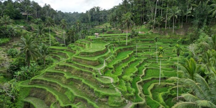 Destinations Incontournables à Ubud