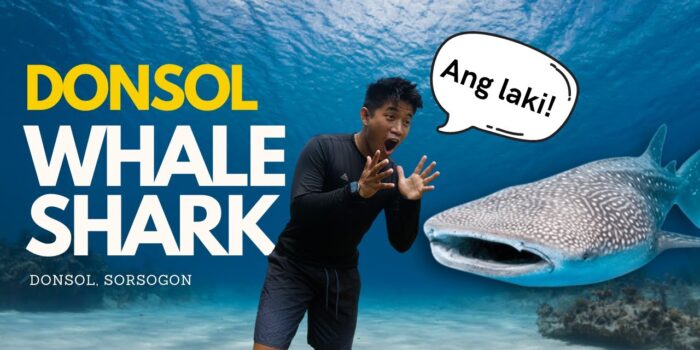 Donsol- Sorsogon (Whale Shark Watching)