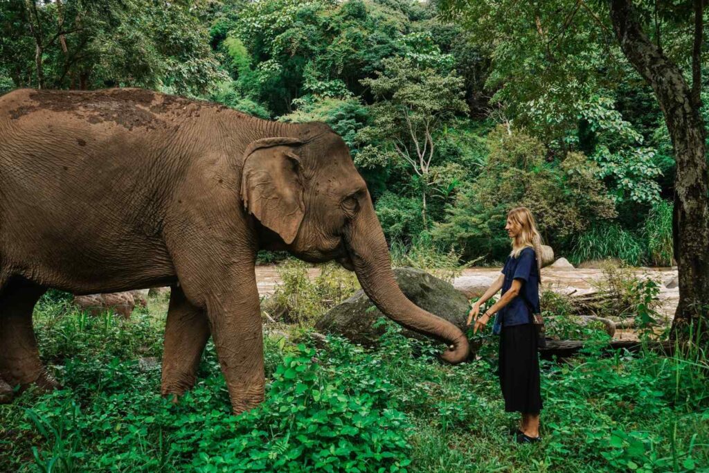 Elephant Nature Park- Chiang Mai