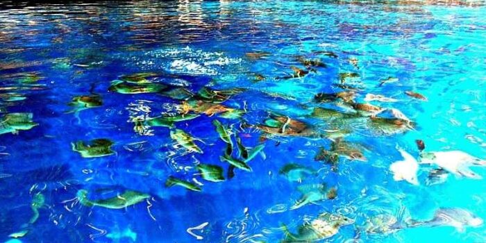 Enchanted River- Surigao del Sur