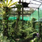 Kuala Lumpur Butterfly Park- Kuala Lumpur