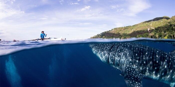 Oslob- Cebu (Whale Shark Watching)