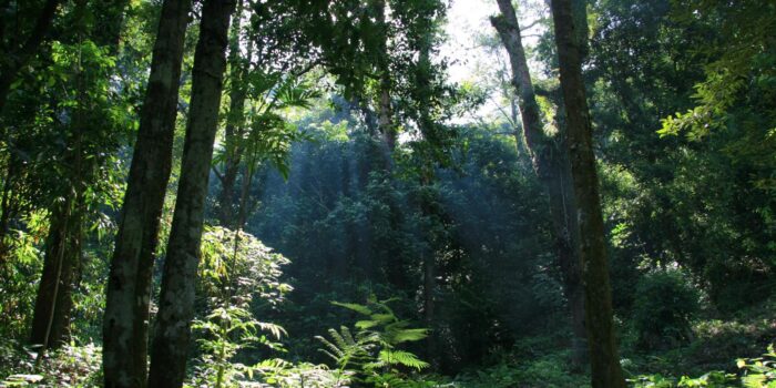 Taman Nasional Gunung Palung