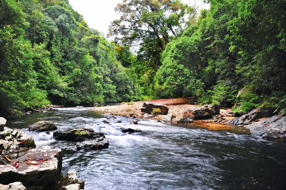 Taman Negara National Park- Pahang