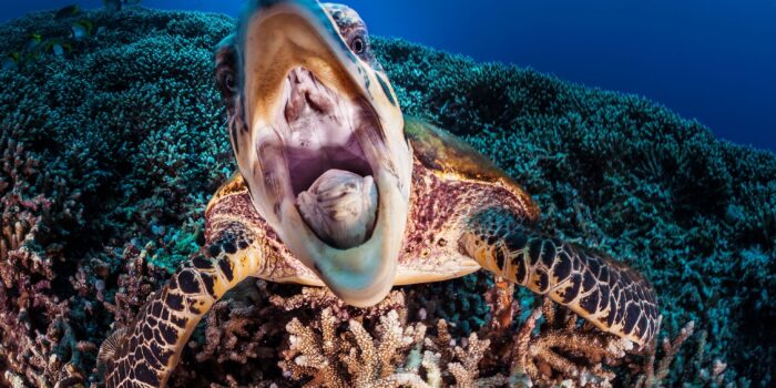 Tubbataha Reefs Natural Park- Palawan