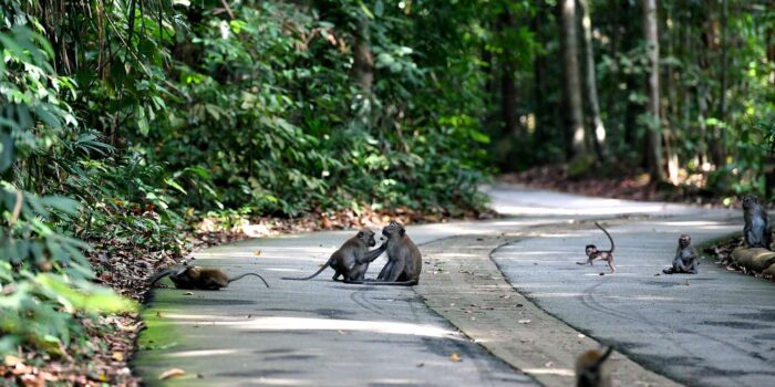 Bukit Timah Nature Reserve