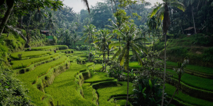 Délices Incontournables de Kalimantan Sud