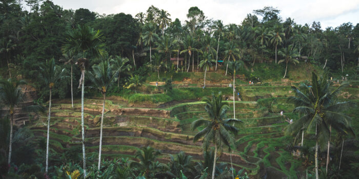 Émerveillement de la culture balinaise à travers le Subak