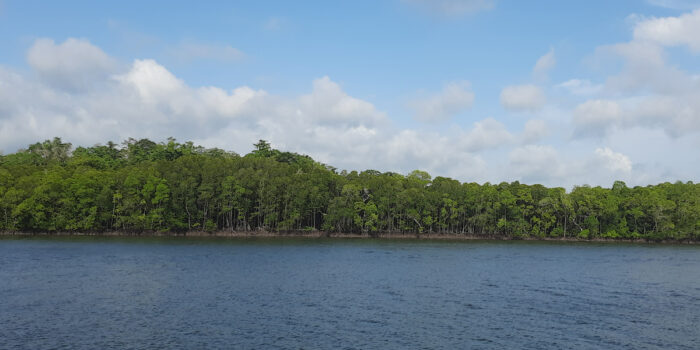 Explorez les Forêts de Mangroves en Indonésie